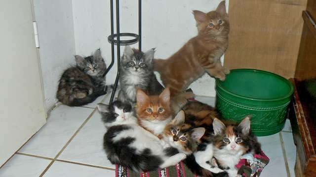 Maine Coon Cattery " MOONSHINEVALLEY" hat traumhaft schöne Kitten !